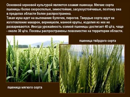 Пшеница твердая однолетнее светолюбивое растение ведущая