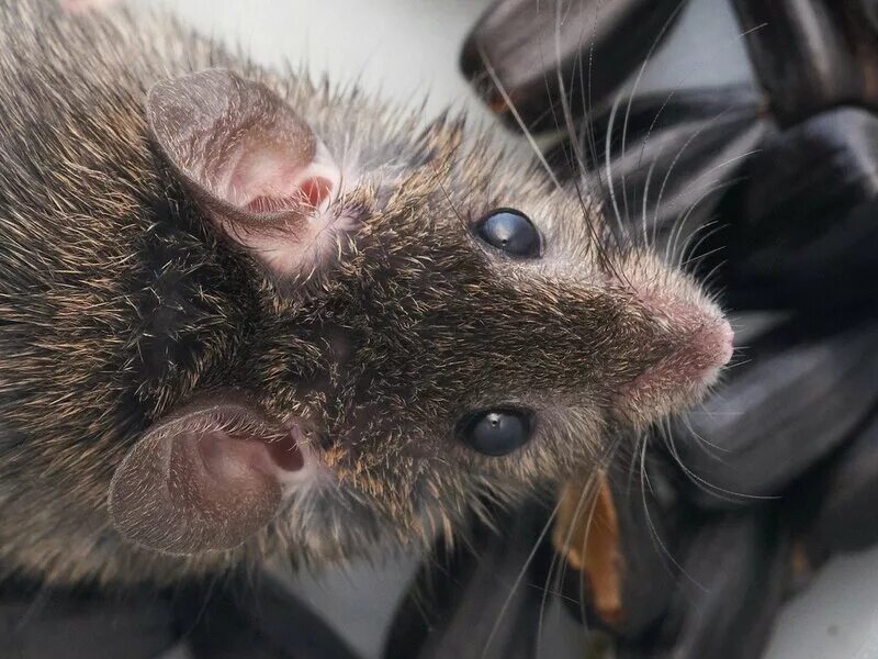 Смешные крысы. 3 мыша. Красивые крысы. 3 мыша. Мышь прыгает.