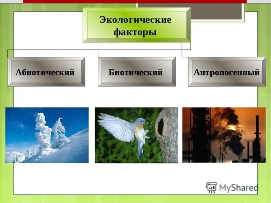 Схема экологические факторы. Классификация экологических факторов. 5 класс биология экологические факторы и среда обитания организмов. Составьте схему экологические факторы. Природные экологические факторы.