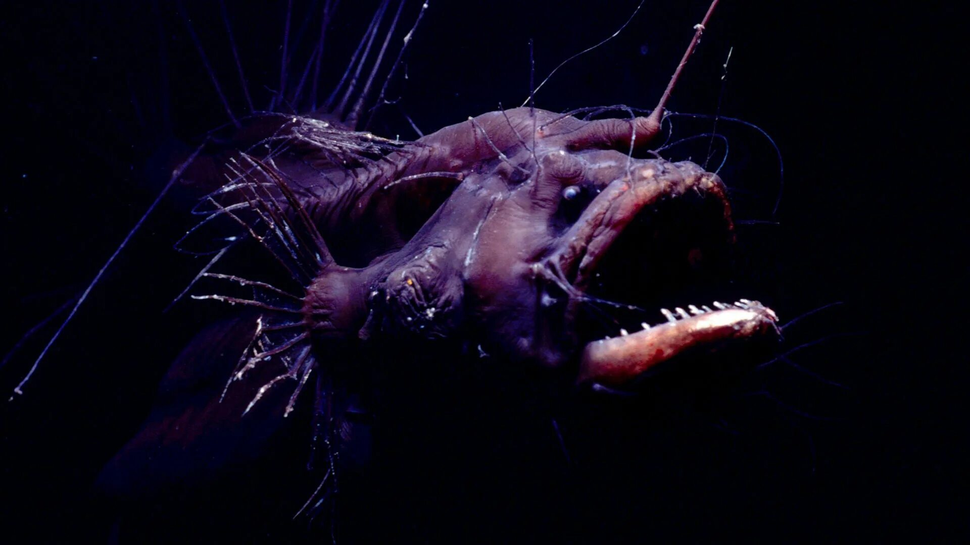 хаулиод обыкновенный. марианская впадина удильщик. хаулиод рыба. животные марианской впадины. акула гоблин марианская впадина.