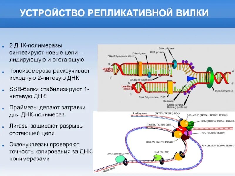 Репликация ДНК репликативная вилка. ДНК полимераза в репликации ДНК. Схема репликационной вилки ДНК. Фермент РНК полимераза.