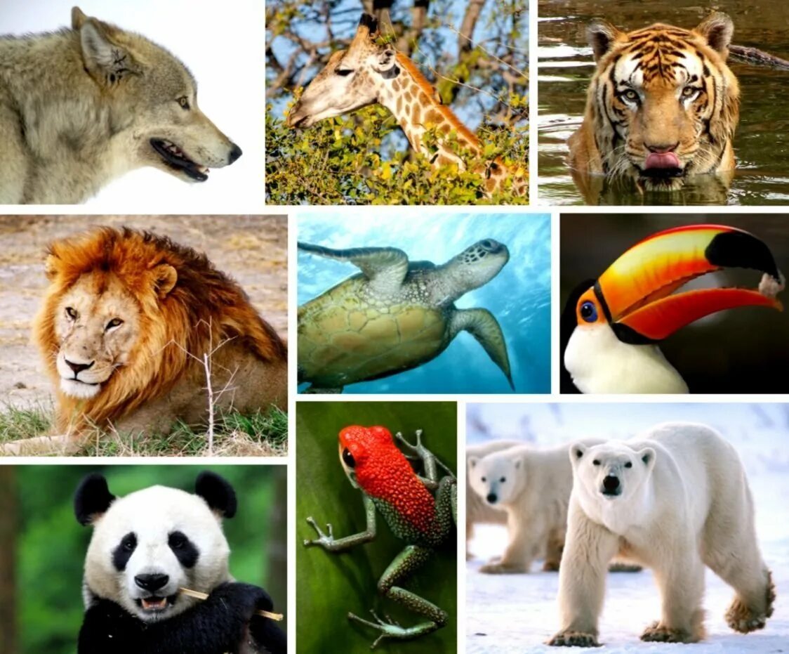 Разнообразие животных. Животные коллаж. Разнообразие видов животных. Много видов животных. Как можно объяснить высокое разнообразие животных