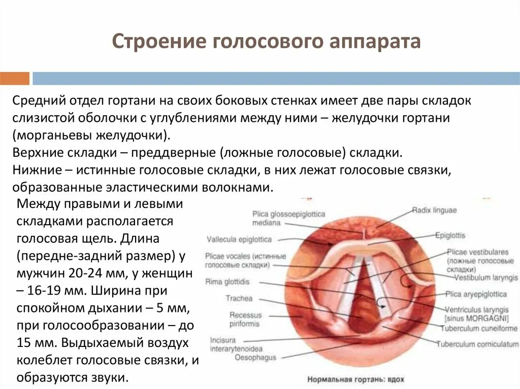 Строение связочного аппарата гортани. Строение голосового аппарата связки. Строение голосового аппарата голосовые складки. Голосовые связки анатомия строение.