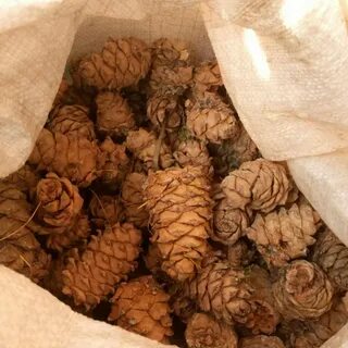 Продаю шишки в школе
