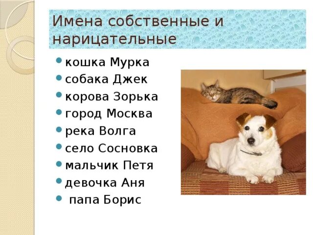 Перевод клички собаки. Как нахватьсобаку мальчика. Имя для щенка мальчика. Клички для собак мальчиков. Клич собак для мальчиков.