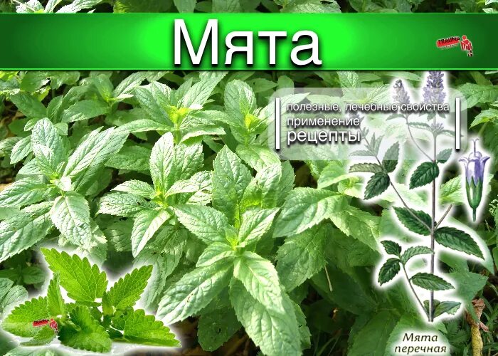 Применение мяты. Мята перечная способ применения. Мята перечная для чего применяется. Мята перечная многолетние растения. Мята перечная лекарственное растение.
