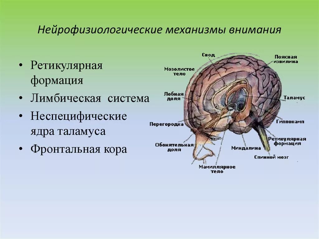 Восприятие в онтогенезе. Нейрофизиологические механизмы восприятия и внимания. Нейрофизиологические механизмы внимания и их возрастные особенности. Процессы головного мозга. Нейрофизиологические основы внимания.