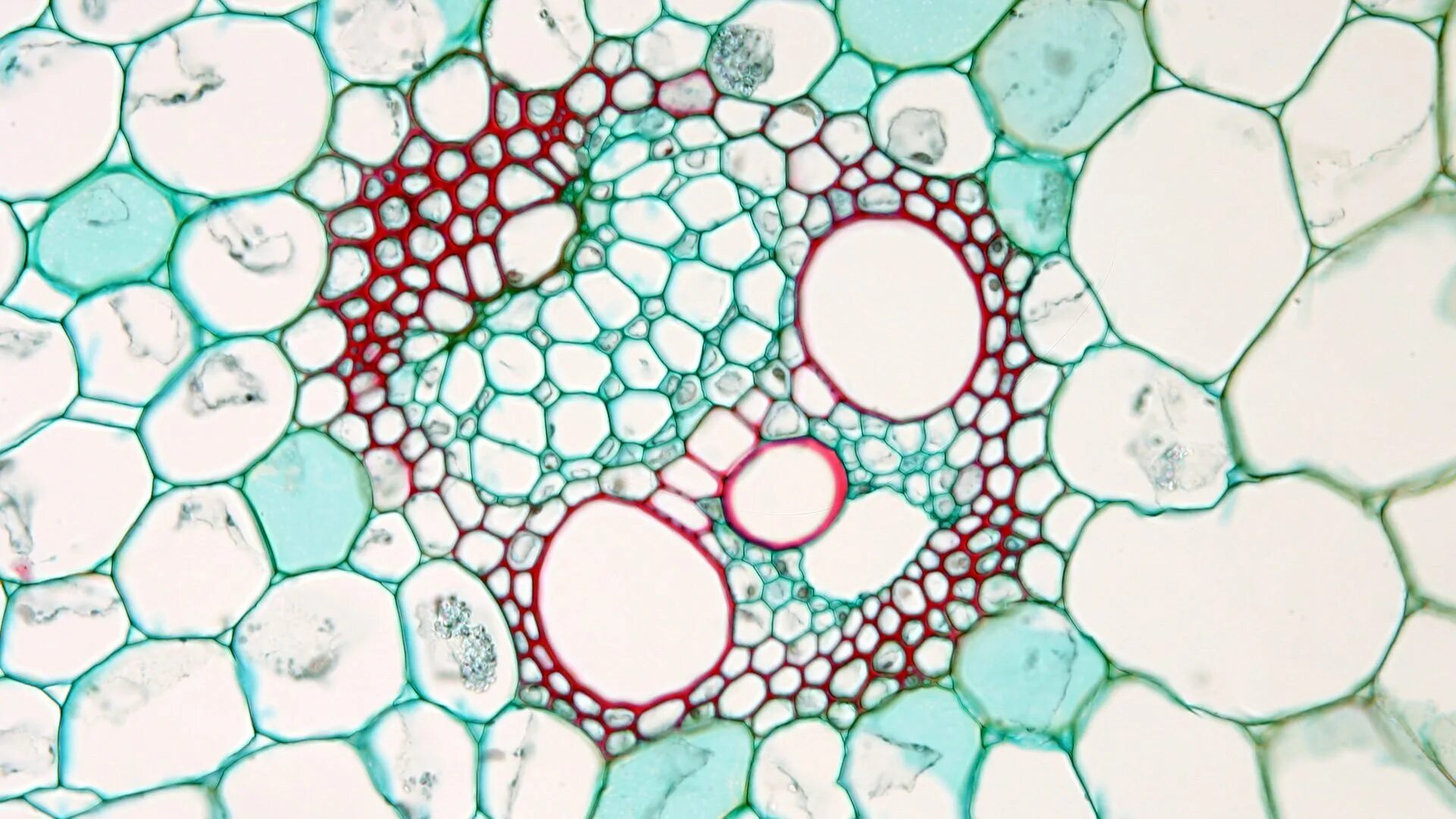 Ксилема микроскоп. Эпидерма колленхима. Колленхима ткани растений микроскоп. Механическая ткань у элодеи. Клетка без воды