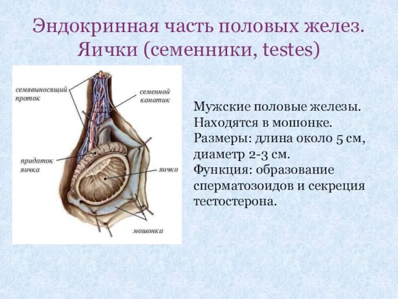 Мужская половая железа семенник. Эндокринная часть половых желез функции. Строение мужской половой железы. Мужские половые железы семенники. Мужские половые железы строение и функции.