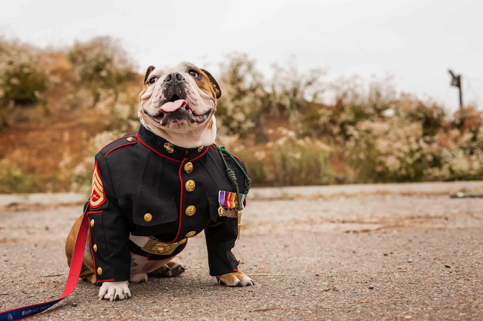 Собака в форме человека. Собака в военной форме. Пес в военной форме. Бульдог в военной форме. Собака в форме.