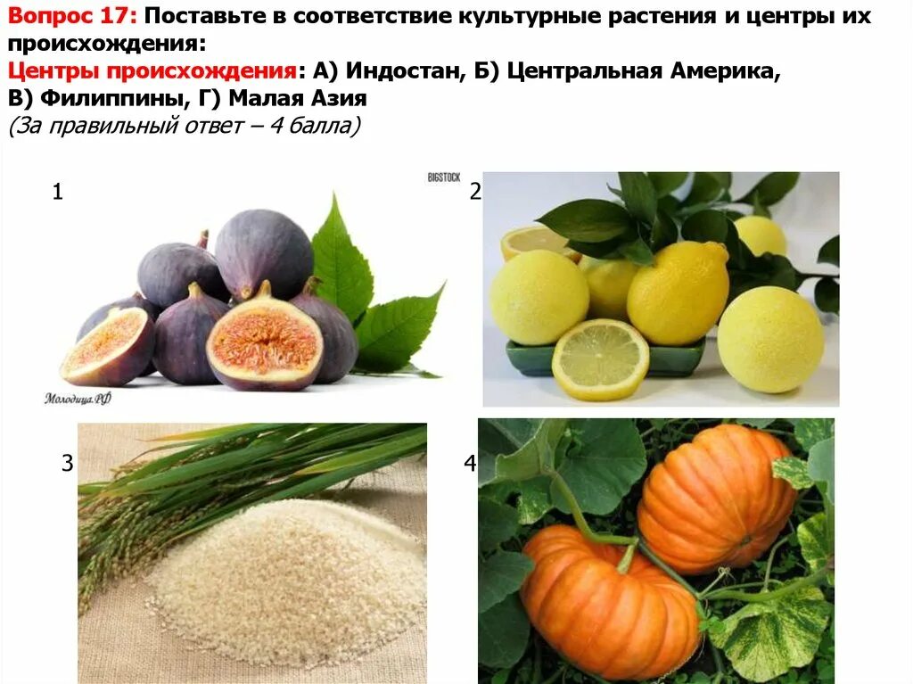 Восточноазиатский центр происхождения культурных. Индо малайский центр происхождения культурных растений. Восточноазиатский центр культурные растения. Восточноазиатский центр происхождения культурных растений. Восточно азиатский центр происхождения культурных растений.