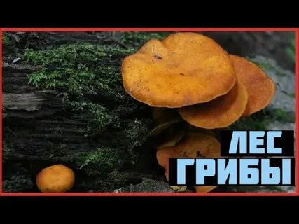 Видеоуроки грибы