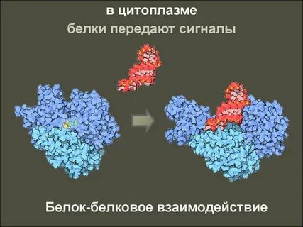 Регуляция активности ферментов белок белковыми взаимодействиями