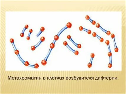 Дифтерия возбудитель