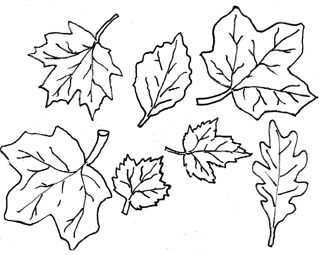 Leaves for school. Листья раскраска. Листья деревьев раскраска. Осенние листья раскраска для детей. Листья для вырезания.