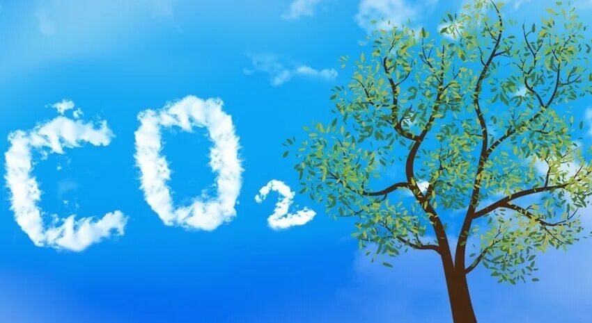 Больше воздуха больше жизни. Деревья кислород. Деревья источник кислорода. Лес кислород. Дерево в воздухе.