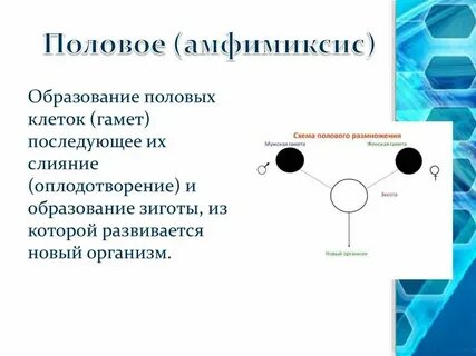 После слияния половых клеток образуется