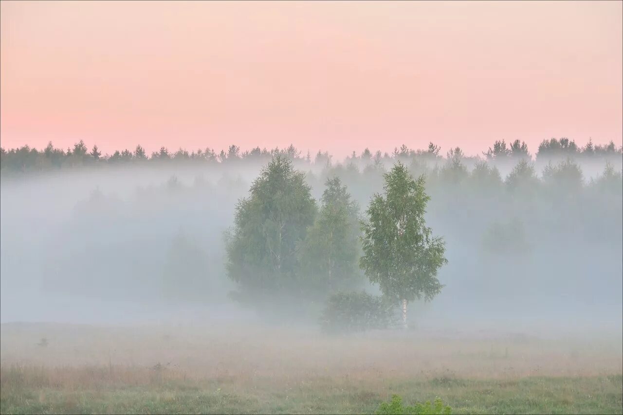 Березы в тумане. Берёзы в тумпне. Утренний туман ... Березы. Березы природа туман.