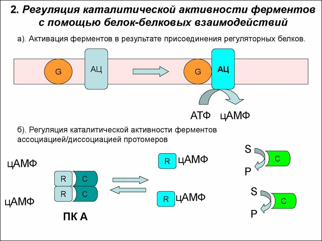 Пути регуляции активности фермента. Белок-белковые взаимодействия ферментов. Белок белковые взаимодействия регуляция активности ферментов. Регуляция активности ферментов схемы. Схема регуляции активности регуляторных ферментов.
