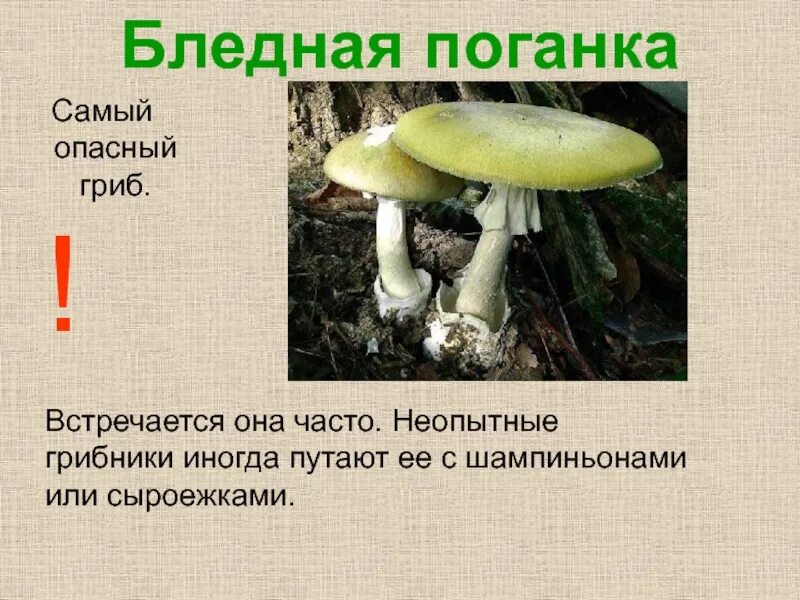 Грибы опасные для животных