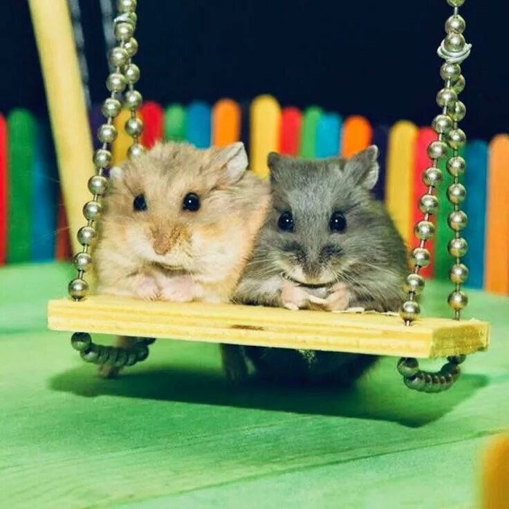 Hamster 2.08