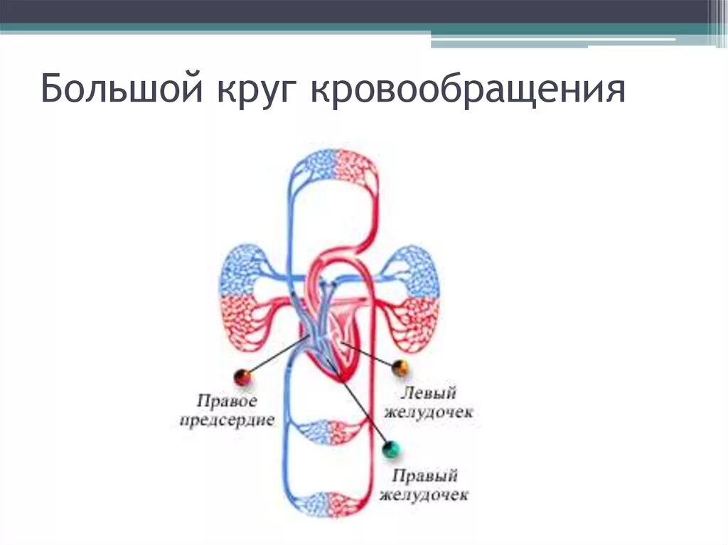 Малый круг кровообращения схема. Малый и большой круг кровообращения человека схема. Круги кровообращения малый круг. Круги кровообращения схема малый круг. Малый круг кровообращения структуры