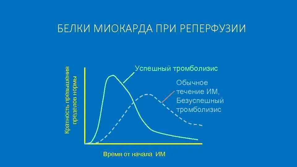 Основные мышечные белки. Сократительная система сердца представлена сократительными белками. Белок миокарда. Миоглобин функции. Эндокард.