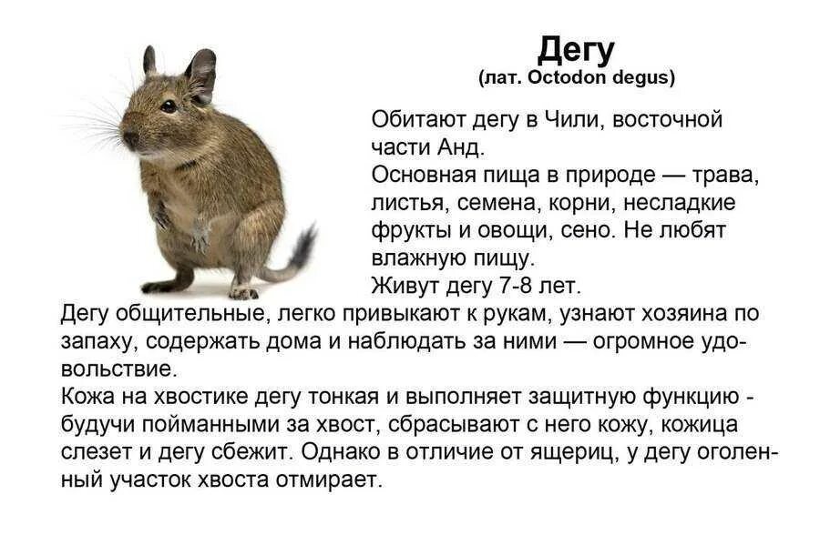 Можно ли давать белок