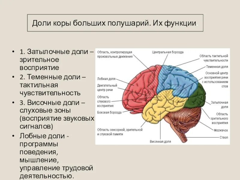 Зрительная зона коры больших полушарий проводниковый. Функции височных отделов головного мозга. Функции теменной доли головного мозга. Функции височного отдела мозга.