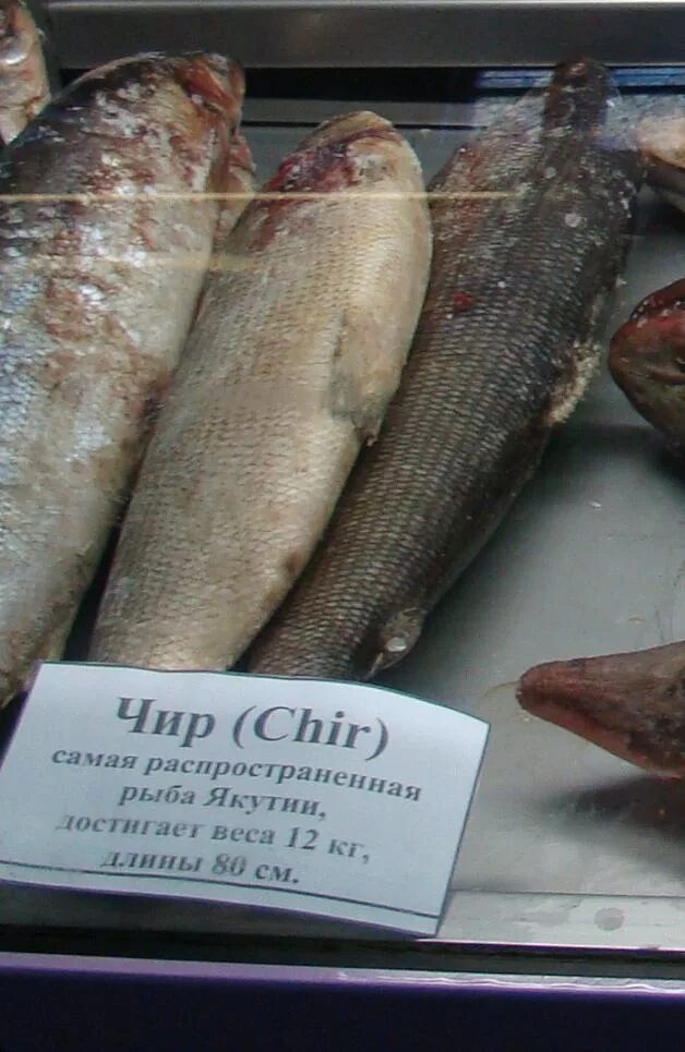 Кандевка рыба якутии фото и описание Чир, омуль, нельма. Фоторепортаж с ярмарки "Рыба Якутии" ЯСИА