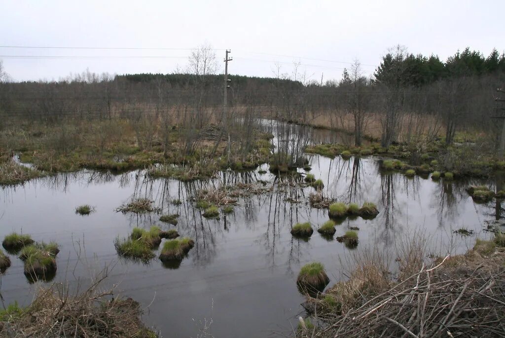 В исследованной воде из местного болота. Болото рыжуха Навлинский. Болотные обитатели. Фото болота. Животные торфяного болота.