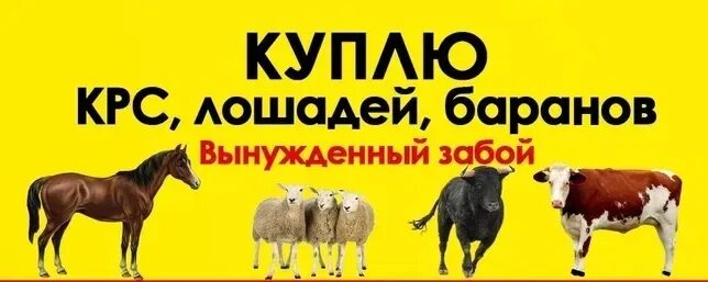 Сперматозоид быка. Закупаем скот живым весом. Закупаем крс. Кроссворд 4 буквы. Кроссворд 4 буквы.