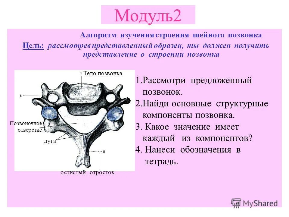 особенности строения позвоночника лабораторная работа. строение позвонков в различных отделах позвоночника. лабораторная работа по биологии строение позвонков. строение части позвонка человека. поясничный позвонок анатомия отличия.