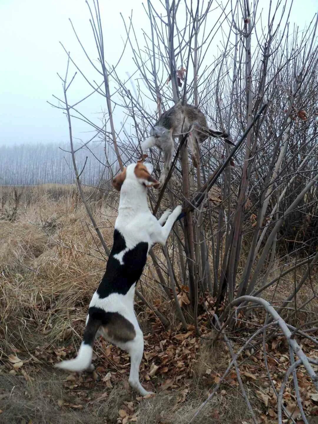 Эстонская гончая на охоте. Эстонская гончая охота на зайца. Эстонская гончая на зайца. Охота на зайца с эстонскими гончими зимой. Эстонская гончая на зайца.