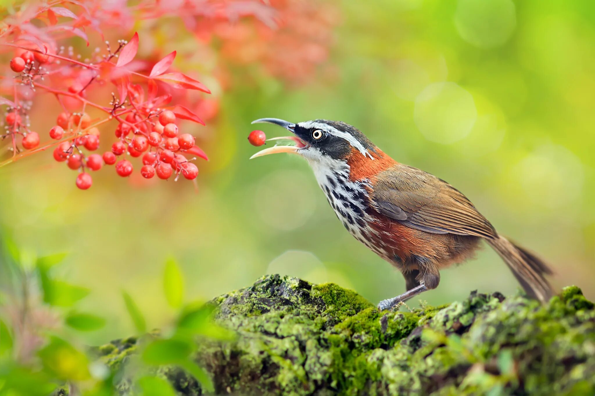 Осенние картинки на рабочий стол. Звук листвы и птиц. Яркие птички на ветке. Птицы летом в лесу. Птички поют в лесу.