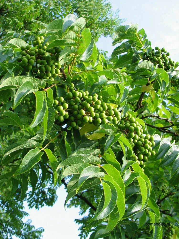 Амурский бархат ягода и их применение. Бархат амурский -phellodendron amurense. бархат амурский (phellodéndron amurénse). бархат амурский - phellodendron amurense цветки. бархат дальневосточный дерево.