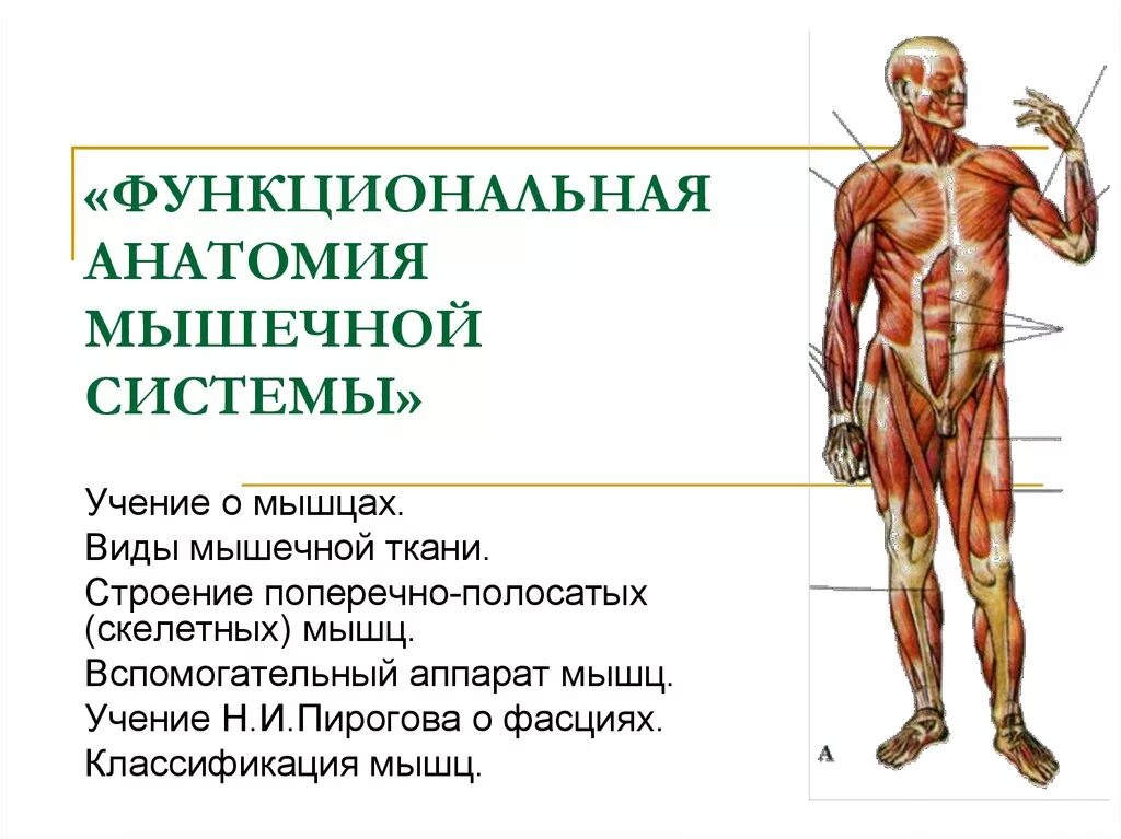 Мышечная система какие органы входят. Функциональная анатомия. Анатомия мышечной системы. Мышечная система человека анатомия. Функциональная анатомия мышц.