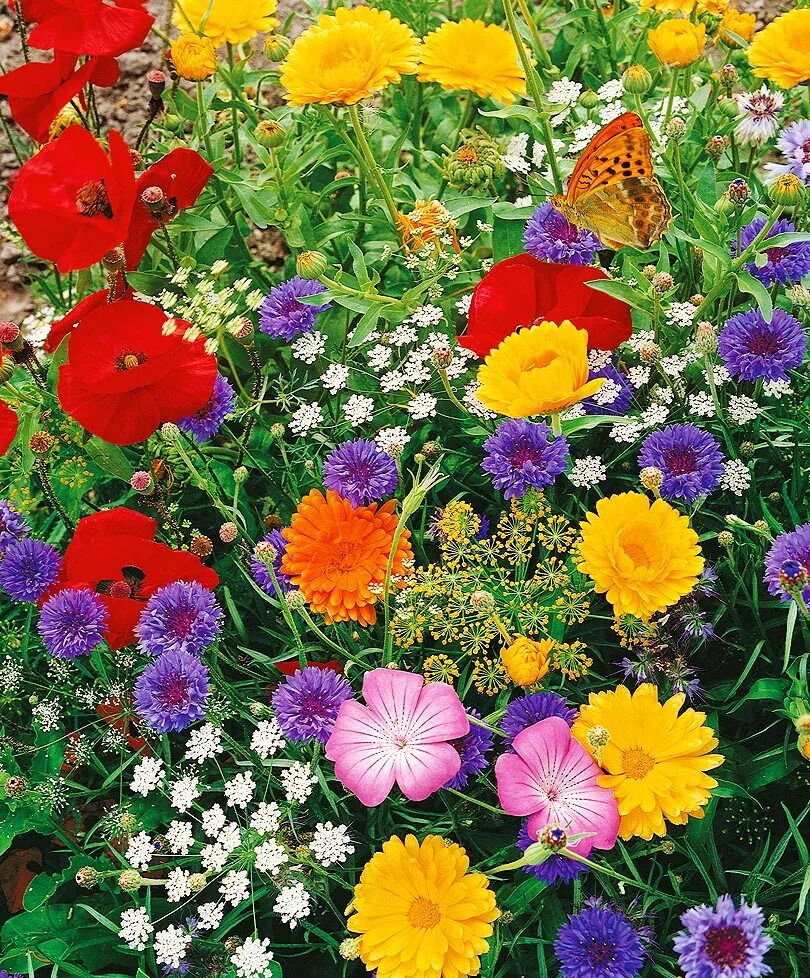 гацания и газания. нигелла дамасская микс. смесь низких однолетников цветочное конфетти. хризантема махровая дунетти. двулетние цветы семена низкорослые.