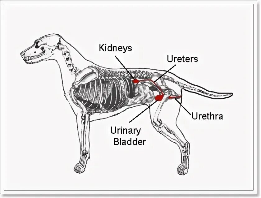 Анатомия селезенки собаки. Почки у собаки расположение. Увеличенная селезенка у собаки. Мочевой пузырь собаки анатомия. Операция мочевой пузырь собака