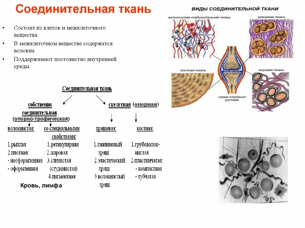 В состав какой ткани входят клетки. Классификация соединительной ткани гистология схема. Соединительная ткань анатомия. Типы соединительной ткани таблица. Типы клеток соединительной ткани таблица.