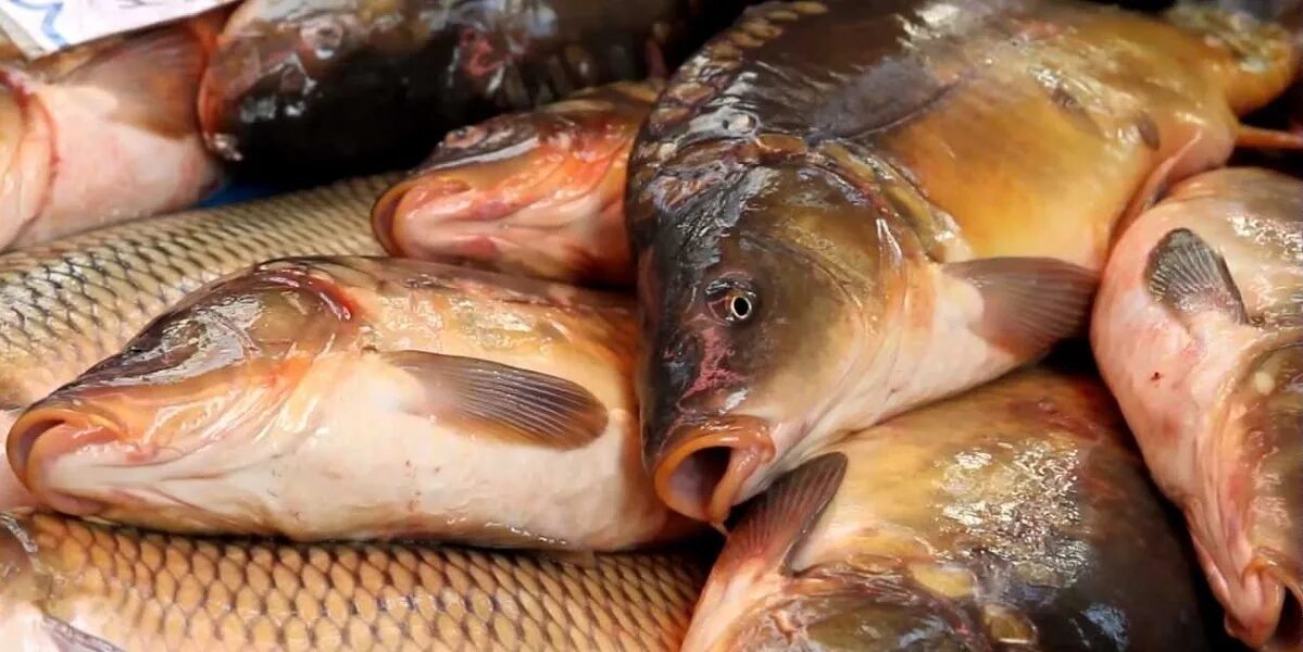 Живая рыба край. Свежая рыба. Рядом Живая рыба. Сазан на рынке. Свежая рыба на рынке.