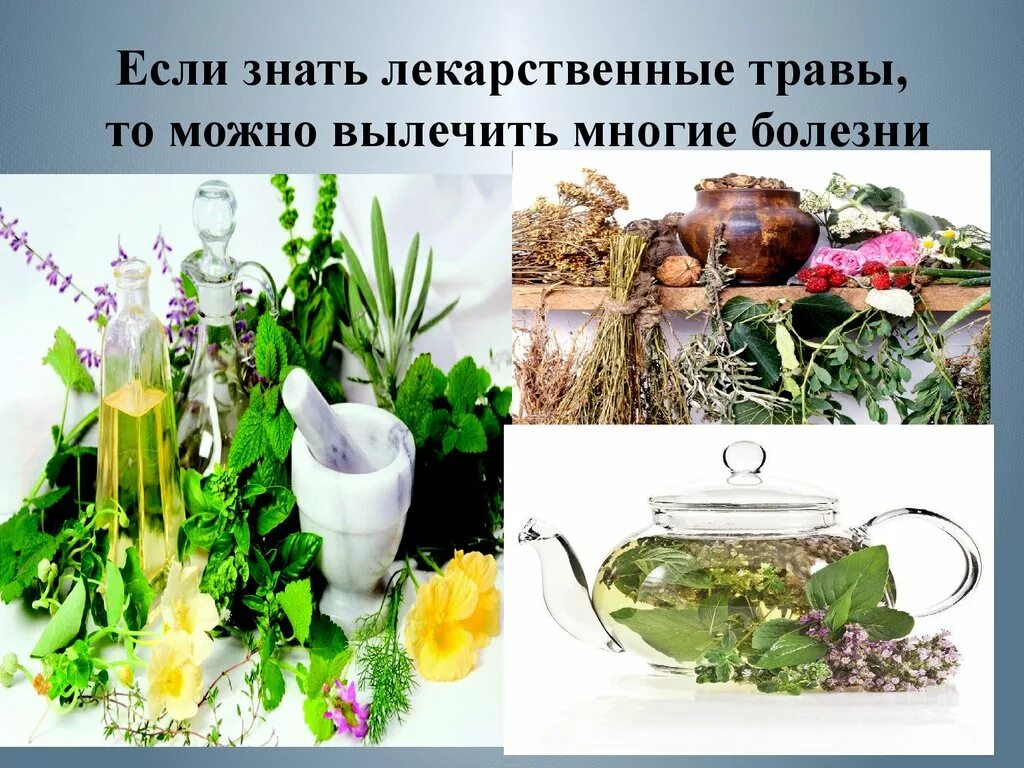 Растения которые лечат человека 2 класс. Травы лекари. предки и лекарственные травы. наши предки лечились травами. растения которыми можно лечиться.