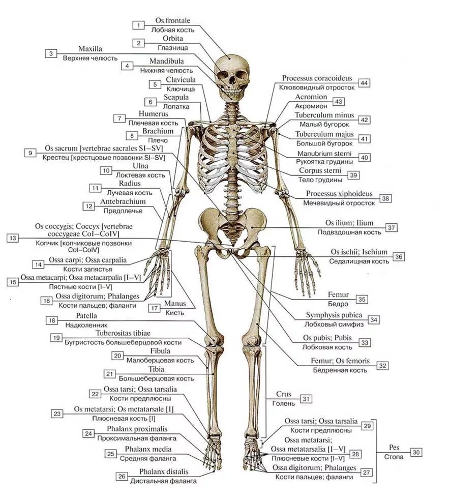 Анатомия человека кости скелета на латинском. Кости скелета на латинском языке с переводом. Скелет туловища человека анатомия латынь. Латинские названия костей скелета. Назовите указанные кости