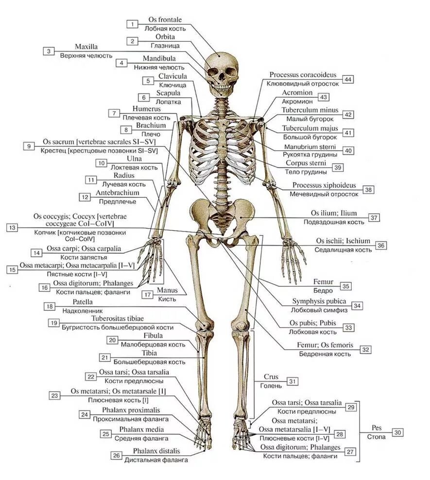 Bones русский язык