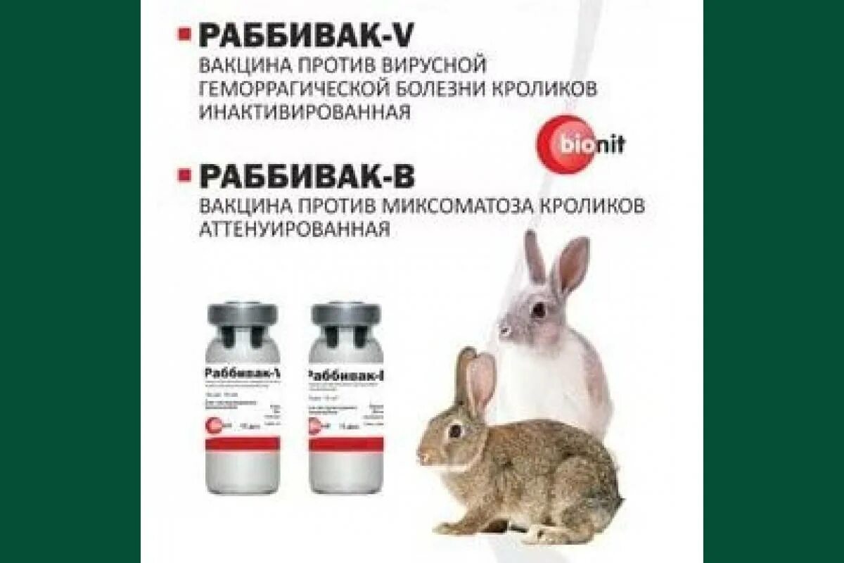 Миксоматоз и ВГБК У кроликов вакцина. Вакцина против миксоматоза кроликов и ВГБК инструкция. Вакцина от ВГБК для кроликов Раббивак. Вакцина для кроликов миксоматоза.