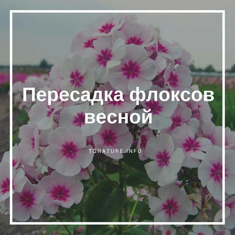 Посев семян флоксов на рассаду. Флоксы многолетние. однолетние флоксы прищипывают. семена флоксов многолетних. многолетние флоксы из семян.