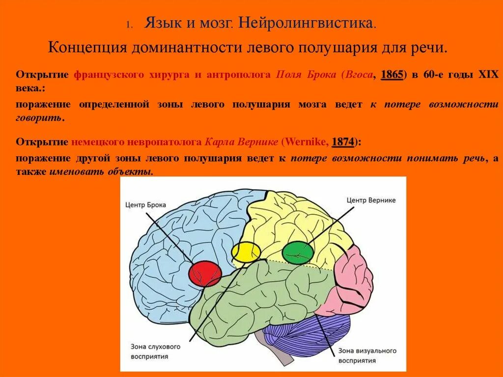 Brain languages. Мозг нейролингвистика. Язык и мозг. Языковые связи мозга. Язык и мозг взаимосвязь.