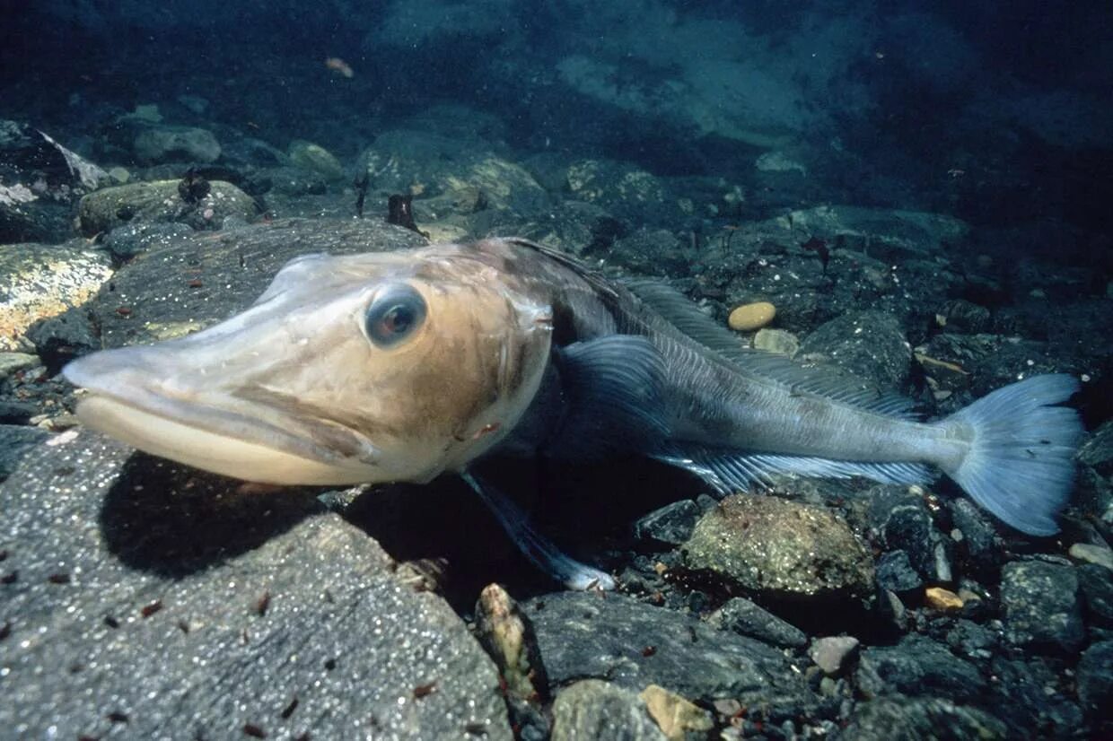 Icefish