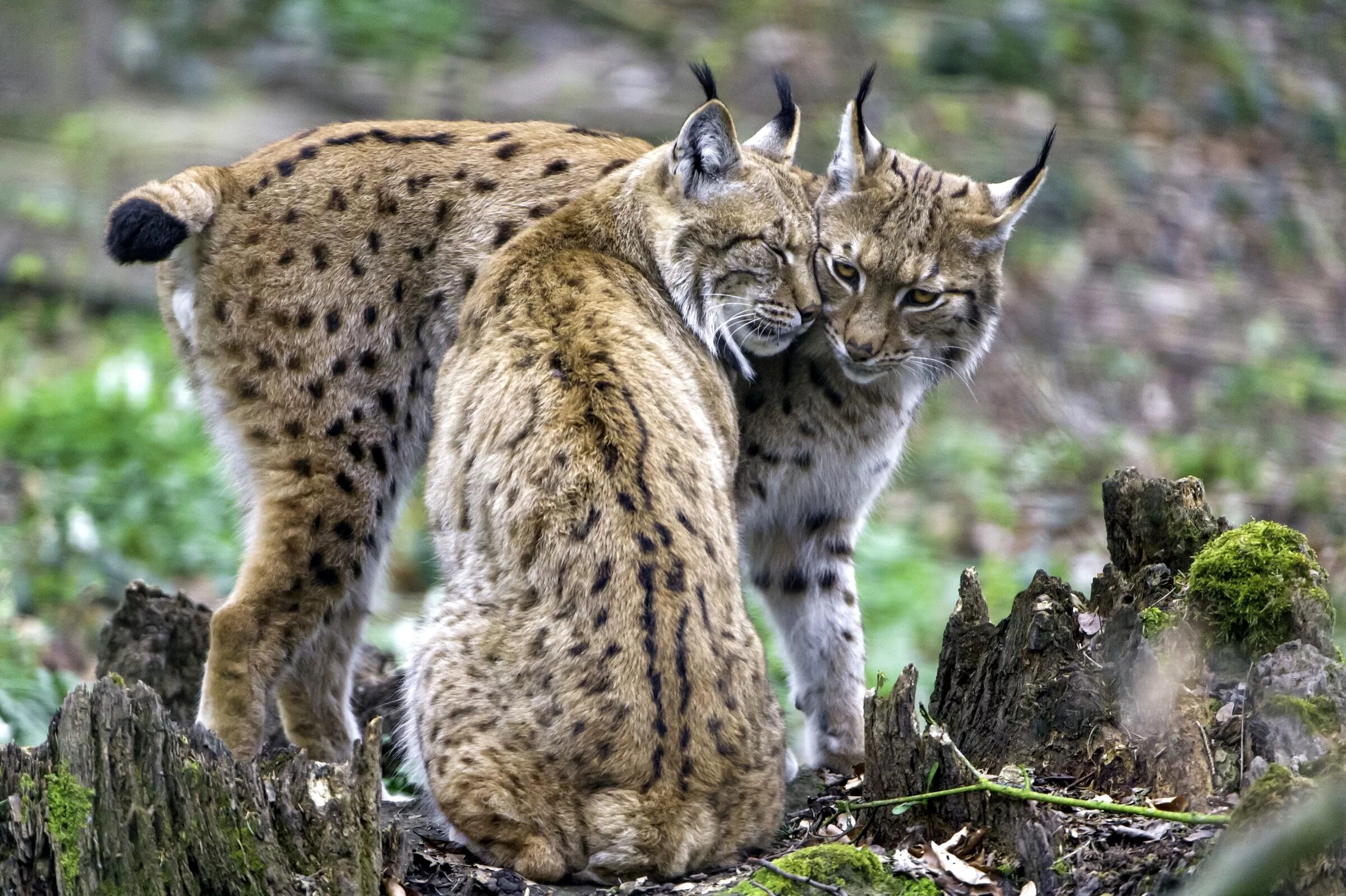 Роль рыси. Пиренейская Рысь. Обыкновенная Рысь. Рысь обыкновенная (лат. Lynx Lynx). Рысь обыкновенная с рысятами.