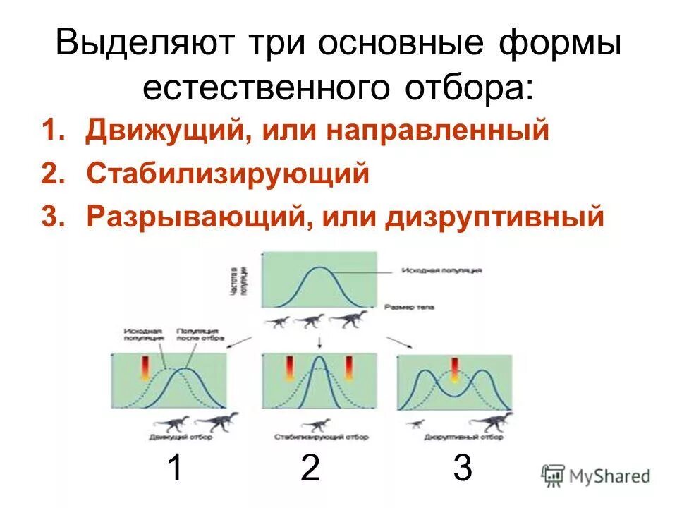 стабилизирующий отбор дизруптивный отбор. формы естественного отбора егэ биология таблица. стабилизирующий 2) движущий 3) дизруптивный (разрывающий). схема естественного отбора движущий стабилизирующий дизруптивный. формы отбора движущий стабилизирующий дизруптивный.